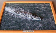 USS John C. Butler (DE-339) 1:700