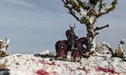 Ritter des Hospitaler Orden 1:72