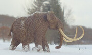 Mammuthus primigenius 1:72