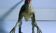 Velociraptor 