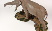 Platybelodon 1:20
