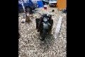 Harley-Davidson WLA